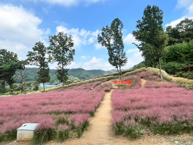  천안 핀스커피 핑크뮬리 명소, 지금이 절정이에요! (가을 감성 카페 추천)
