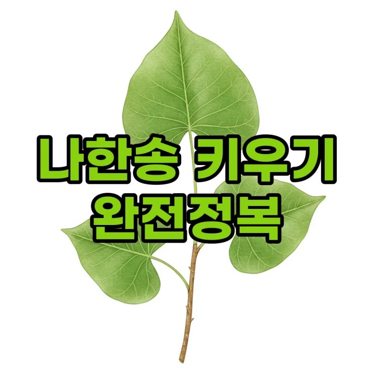  나한송 키우기부터 수경재배까지 완벽 가이드