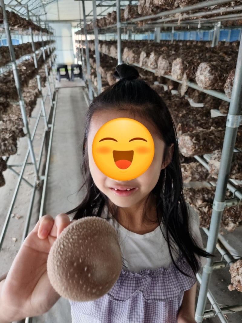 아이랑 김포 경기투어패스 햇살가득버섯농장에서 버섯퐁당라면 먹기와 버섯따기 체험