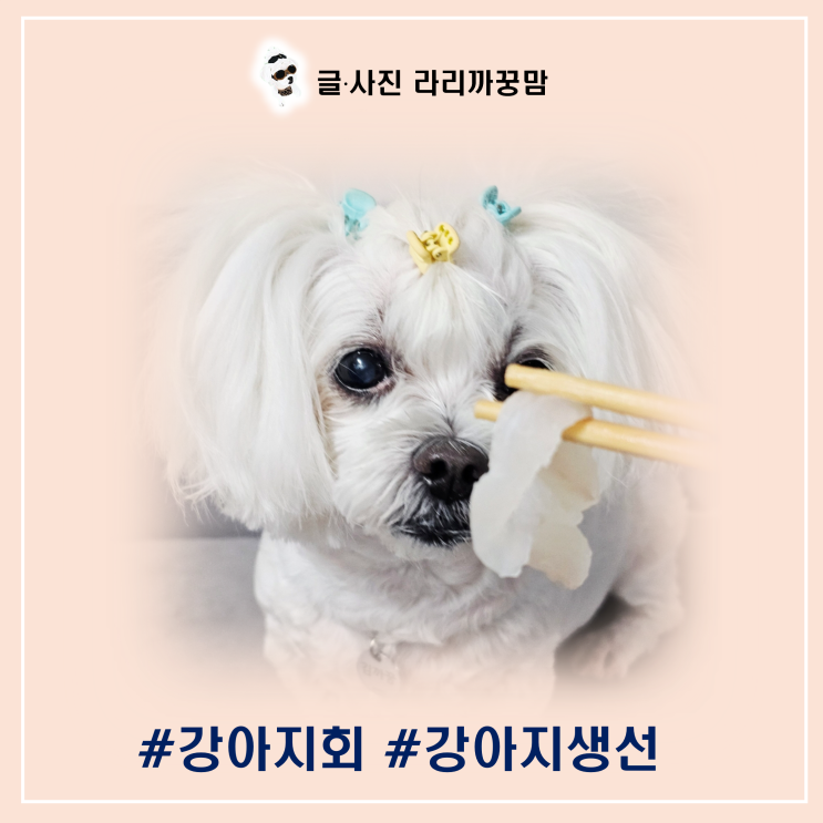  강아지 회 먹여도 될까? 안전한 강아지 생선 급여법 완벽 정리