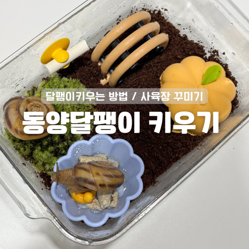 동양 달팽이 키우기 / 달팽이 키우기 준비물 / 달팽이 사육장 꾸미기 / 달팽이 집 꾸미기 / 안....