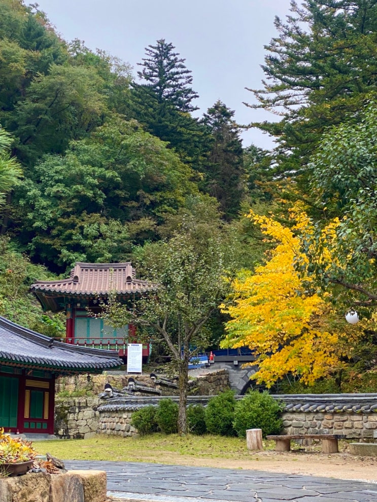 [강원도 당일치기 여행] 맛집 가볼만한곳 놀거리 코스 추천 (정선-태백)