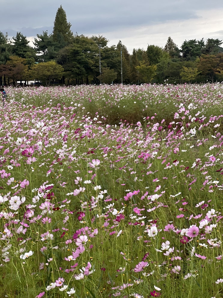  안산 가을 가볼만한 곳 단원구청 앞 코스모스폈어요