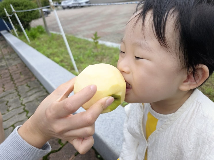  문경 사과 맛집 | 탑골농원 시나노골드, 26개월 쌍둥이 인생사과 등극!(내돈내산)
