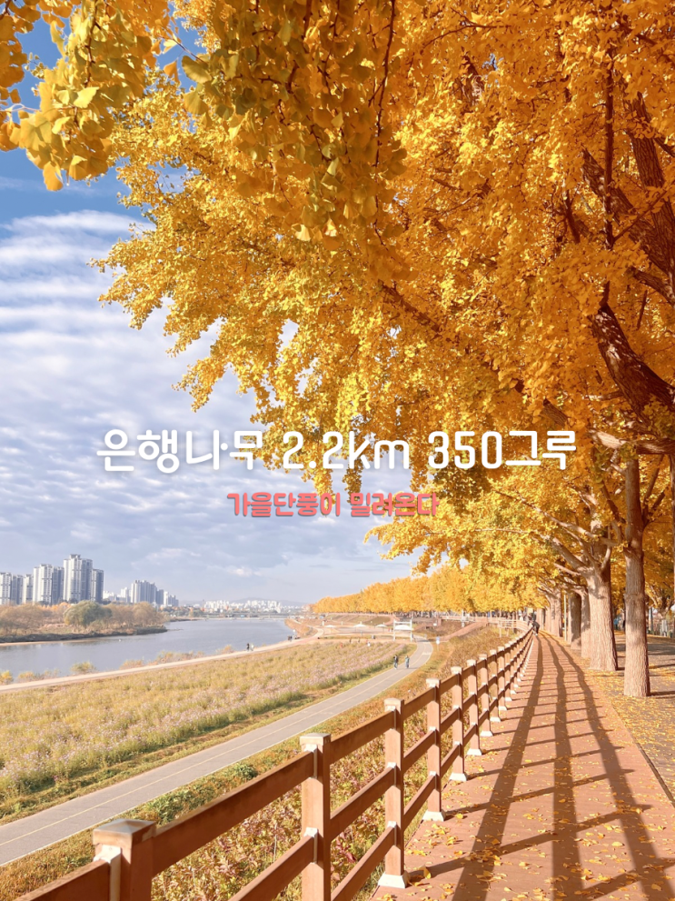  인생 단풍 명소 아산 현충사 곡교천 은행나무길