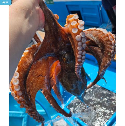  “국내산 자연산 활 돌문어 1kg – 제수용 자숙·세척 문어, 신선함 그대로”