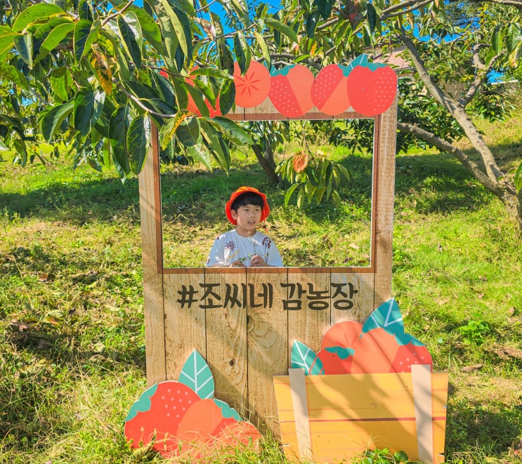  강화도 아이와체험 조씨네감농장 감따기