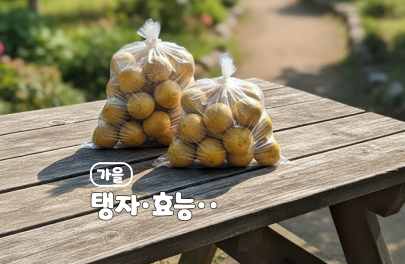 생탱자 탱자 효능 먹는법 탱자나무 가시