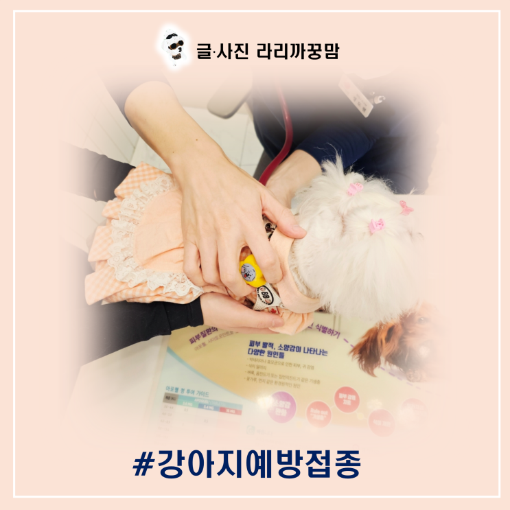  꿍이의 코로나 장염접종과 종합예방접종, 건강을 지키는 현명한 선택