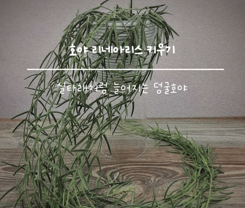호야 리네아리스 키우기-실타래처럼 늘어지는 덩굴호야