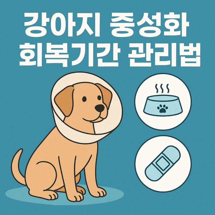  강아지 중성화 회복기간 관리법 – 보호자가 꼭 알아야 할 체크리스트