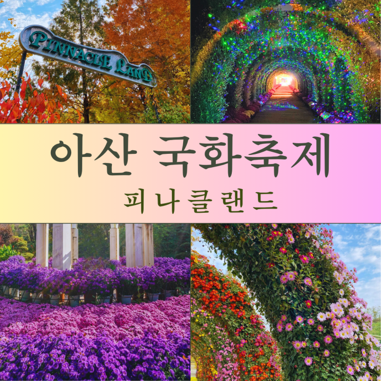  아산 국화축제 피나클랜드 & 애견동반 가이드 2025 최신