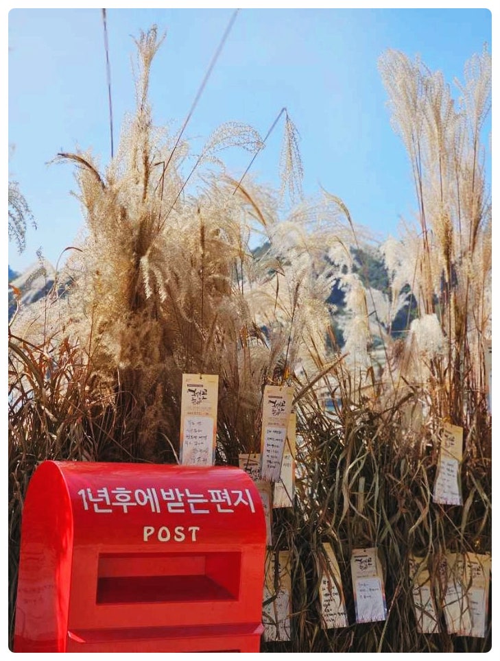  2025 포천 산정호수 명성산 억새꽃축제 기본정보 및 공연, 주요 프로그램 알아보기