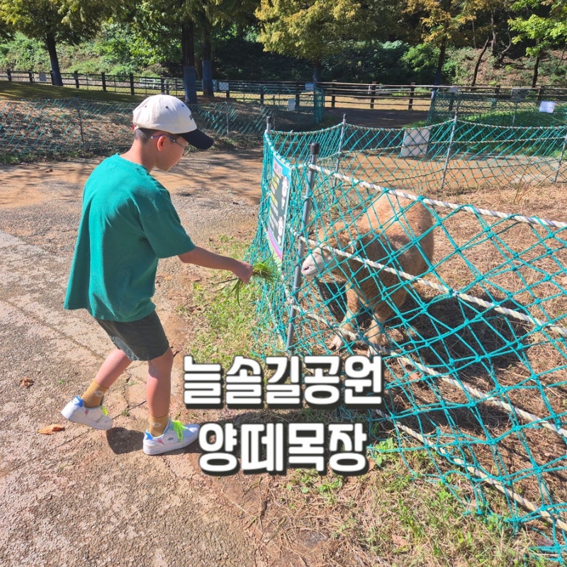 인천 아이와 가볼만한 곳 늘솔길공원 양떼목장 주차정보 운영시간 등