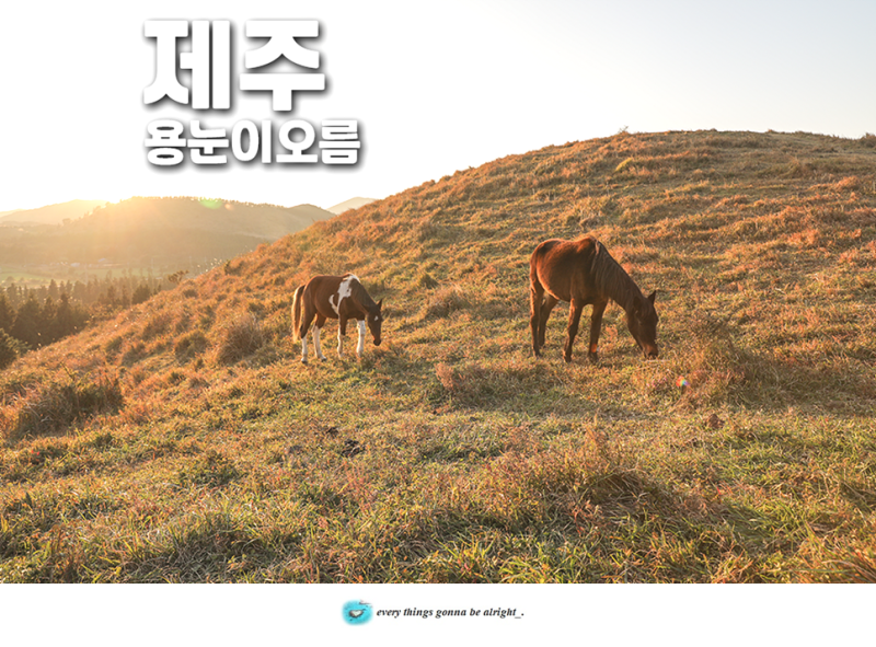 사진 5