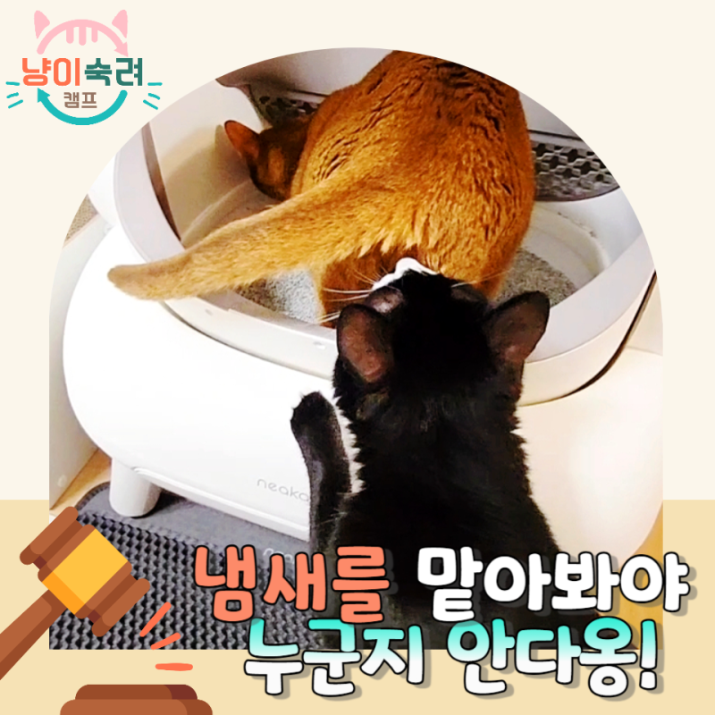 고양이가 서로 엉덩이 똥꼬 냄새 맡는 진짜 이유! 찝찝한데 그냥 둬도 될까요?