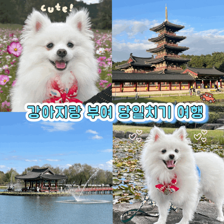  충남 부여 애견 동반 당일치기 가을 여행 강아지랑 가볼 만한 곳