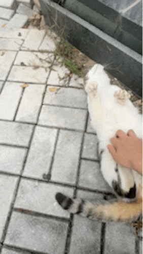  퇴근길, 홈플러스 앞에서 마주한 길한고양이, 내 마음이 녹아내렸다