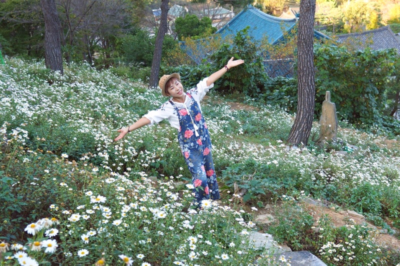 세종 장군산 영평사 구절초 꽃 축제를 가다 - 세종 가볼만한 곳