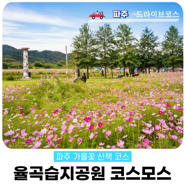  파주 코스모스 2025 율곡습지공원 가을꽃길 산책코스
