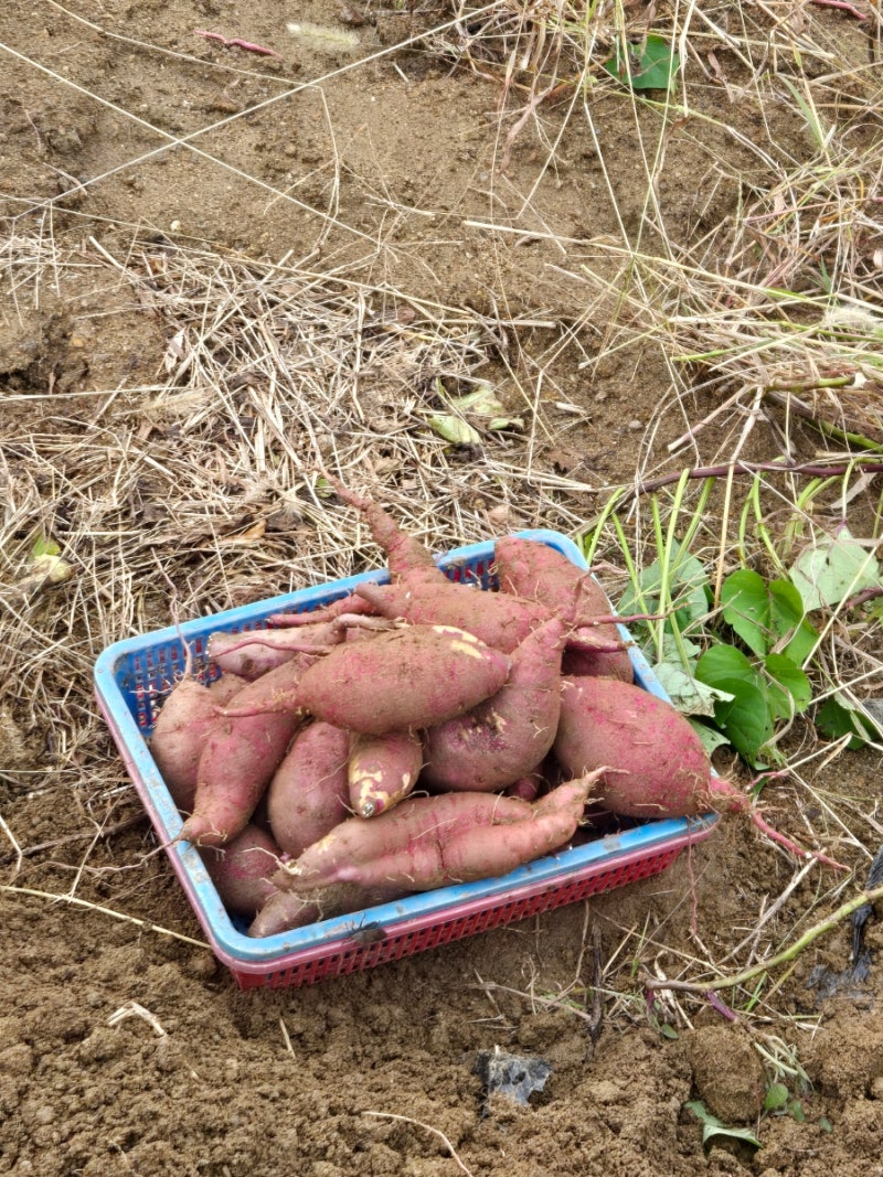 [남양주 지예농장]고구마 캐기 체험 하고 왔다