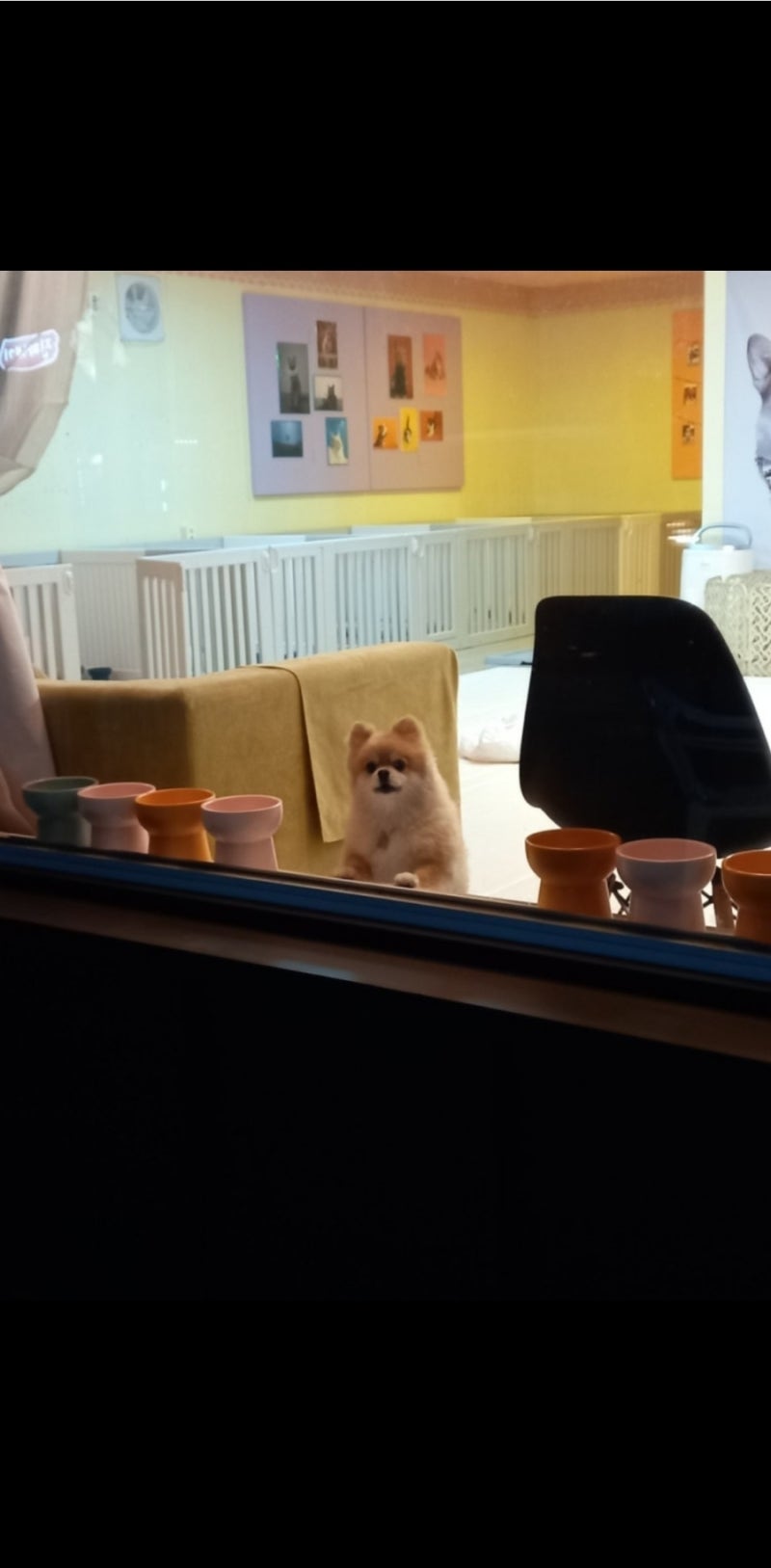 패밀리펫