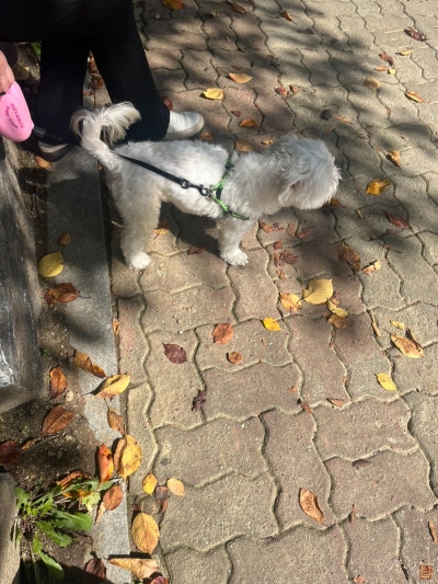 강아지똥, 변기에 버리면 안 되는 이유와 올바른 처리법 : 네이버 블로그