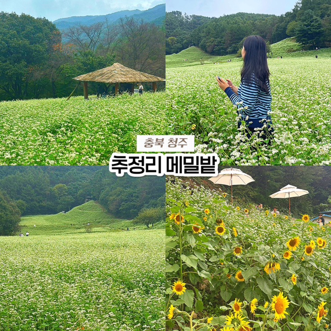  충북 청주 가볼만한 곳, 메밀꽃 명소 추정리 메밀밭 실시간 개화상황