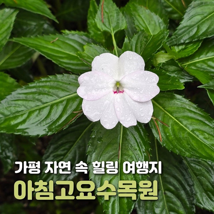  가평 아침고요수목원 정보 비 오는 날 방문 후기