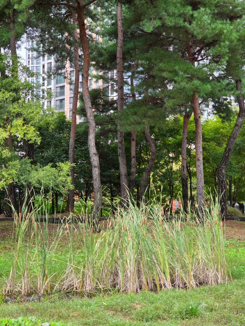 정책지식 2025.10.15. : 네이버 블로그