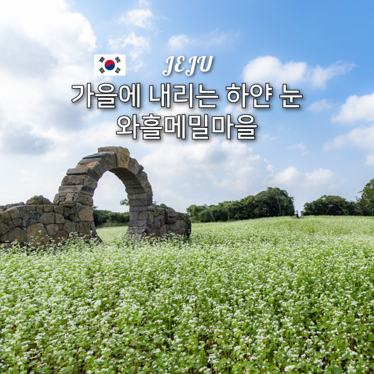  제주 와흘 메밀마을 10월 메밀꽃 실시간 현황 가을 여행지 추천