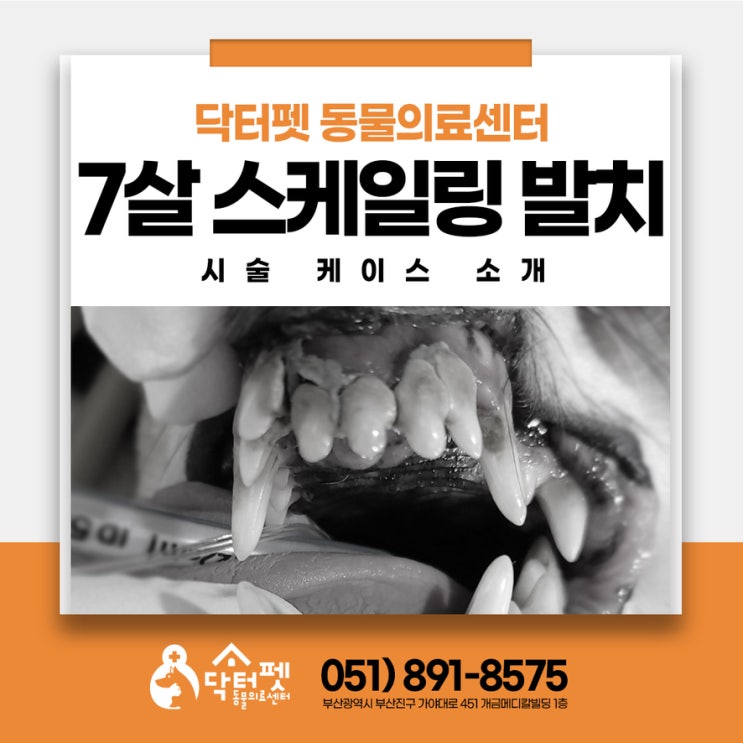  7살 믹스견 이빨이 흔들흔들 스케일링 발치 부산 당감동 강아지 동물병원