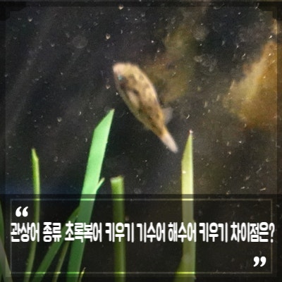 관상어 종류 초록복어 키우기와 복어 독 특징 기수어 해수어 키우기 차이점은?