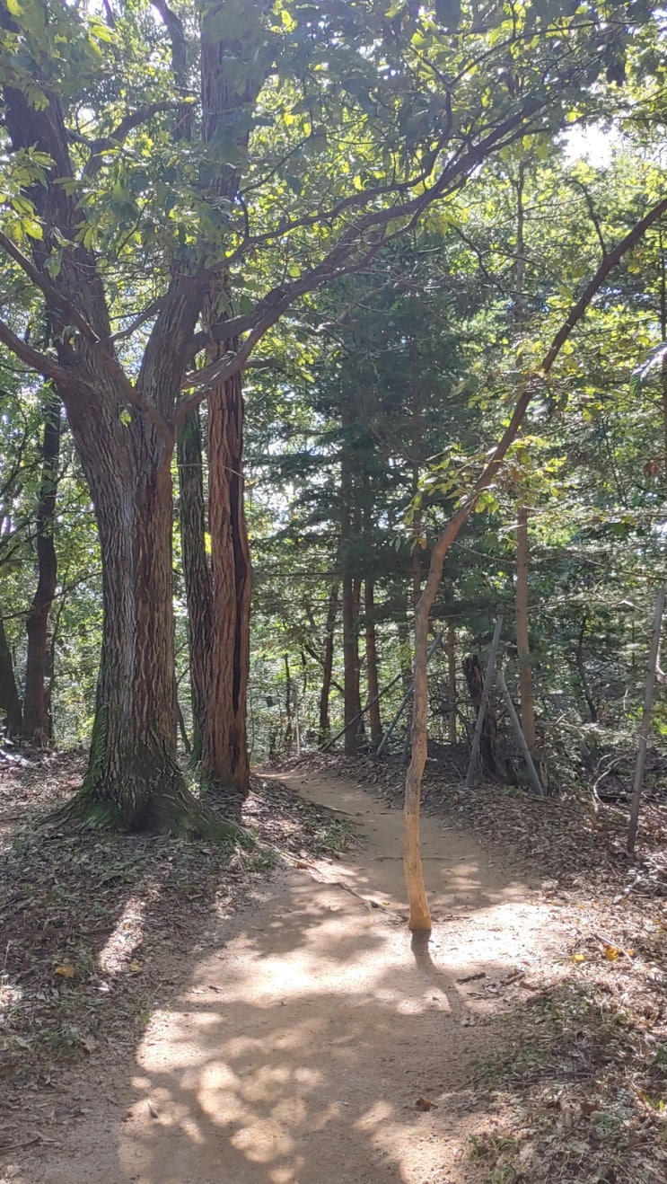 오늘. 늦은 아침에 아리산을 거닐며...