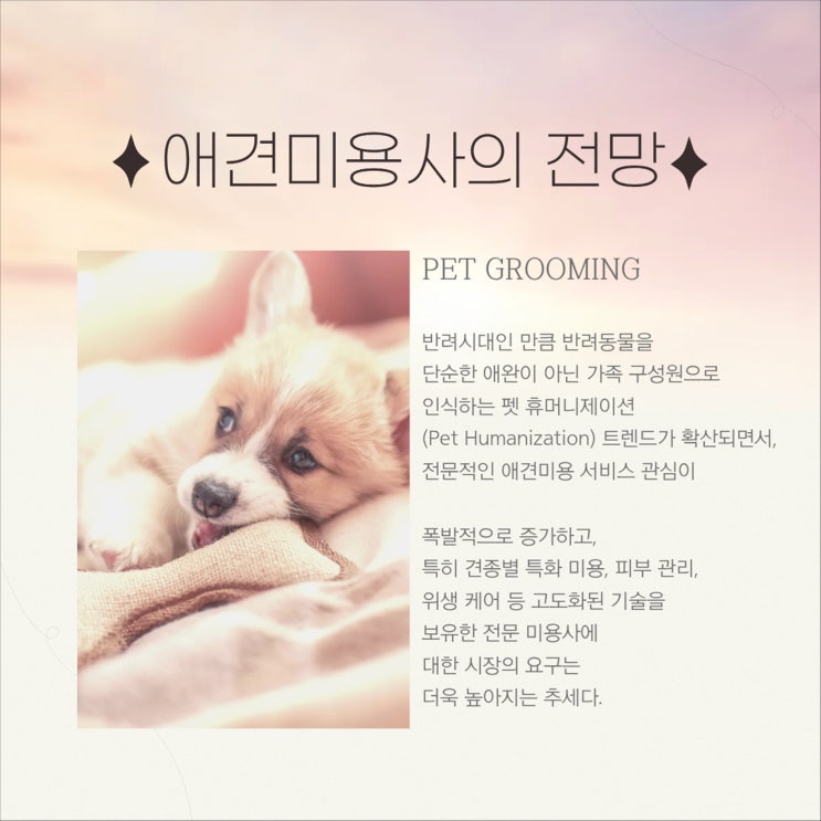  대덕구애견미용학원, 반려동물 미용 전문가로 성장하는 최적의 선택