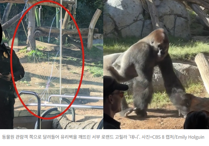   “공포 영화 찍는 줄”… 관람객에게 돌진한 고릴라,팔꿈치 한 방에 ‘3중 강화유리’가 산산조각났다