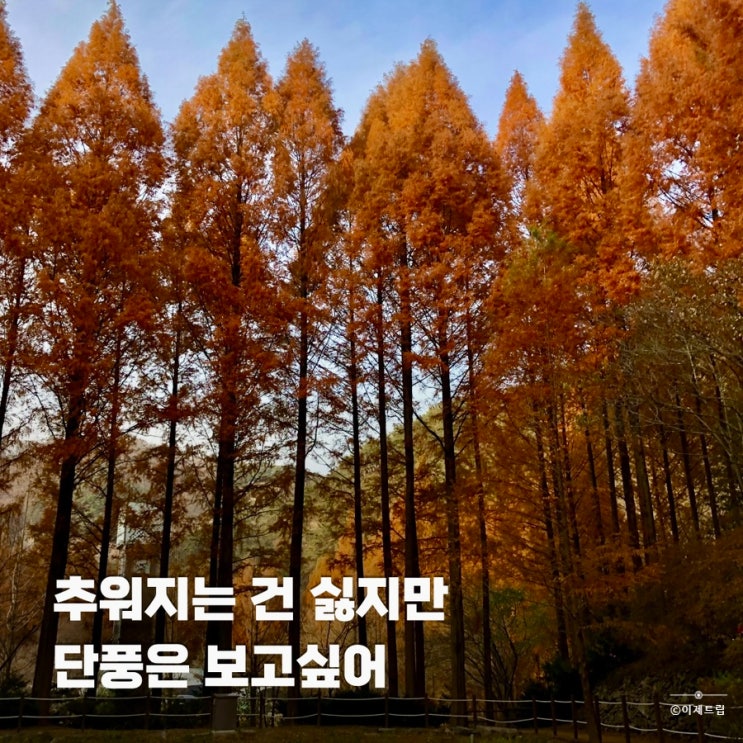  대전 가을 여행 단풍 명소 장태산 자연휴양림 절정시기 숲속어드벤처