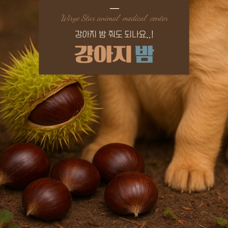  강아지 밤 줘도 되나요? 가을철 제철 간식 안전 급여 가이드