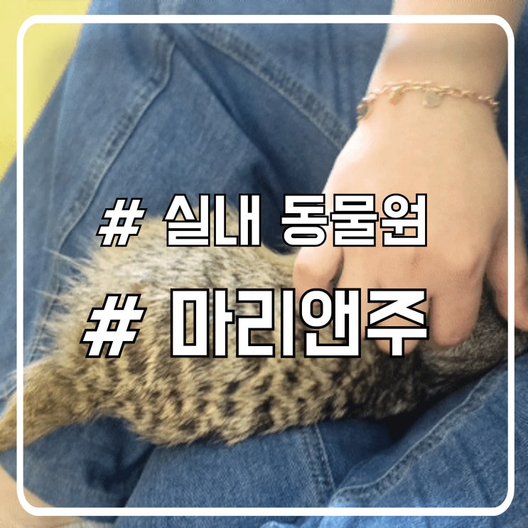  마리앤쥬 송도점 후기｜체험형 실내동물원에서 만난 귀여운 동물 친구들