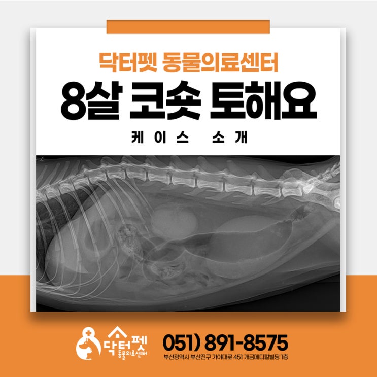  구토하는 8살 코숏 왜 때문에? 부산 24시 고양이 응급실 동물병원 카테터