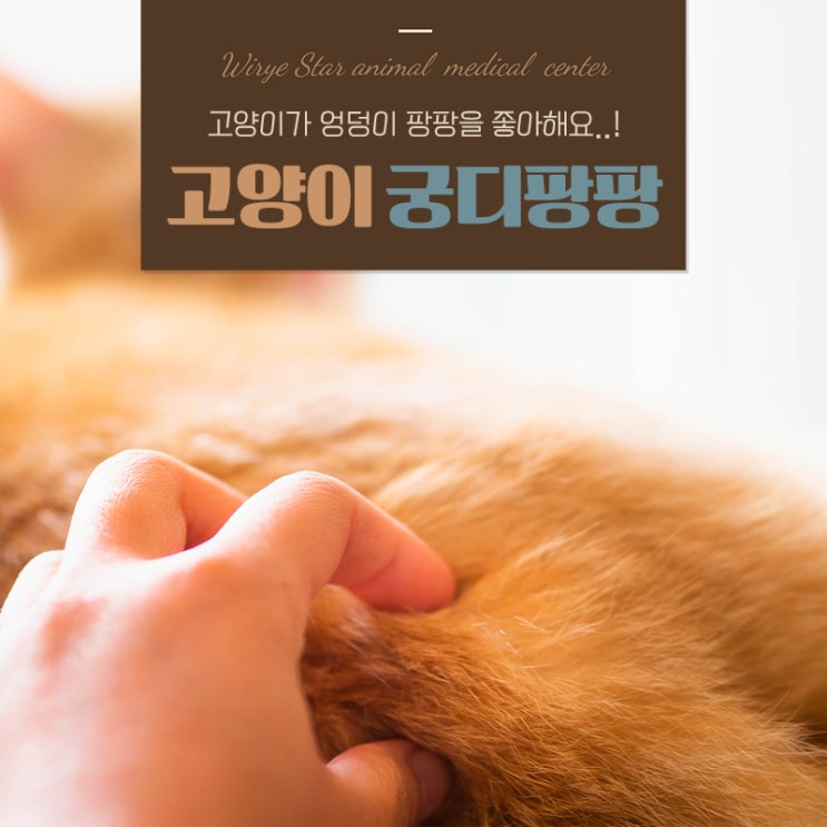  고양이 엉덩이 팡팡  좋아하는 이유, 숨겨진 심리와 행동분석