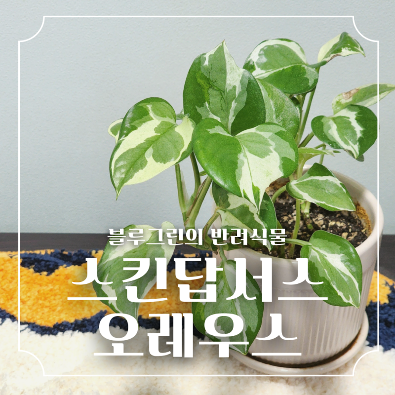 오레우스 스킨답서스 만줄라 키우기와 삽목 관리법