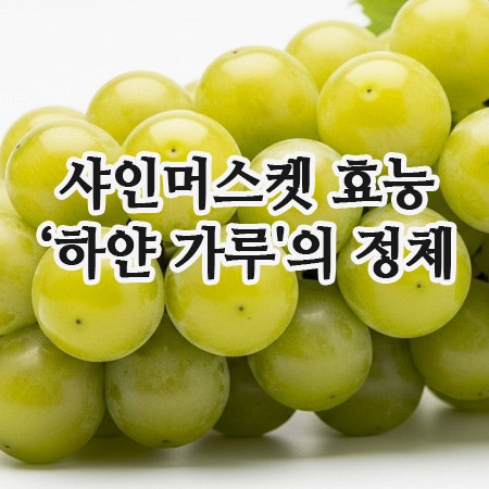  샤인머스켓 보관 & 효능 200% 올리는 '껍질 채 먹기' 비결