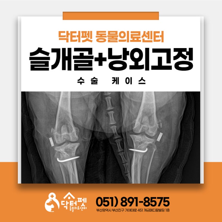  10살 폼피츠 슬개골 낭외고정 다리수술 부산 부암동 노령견 정형외과 동물병원