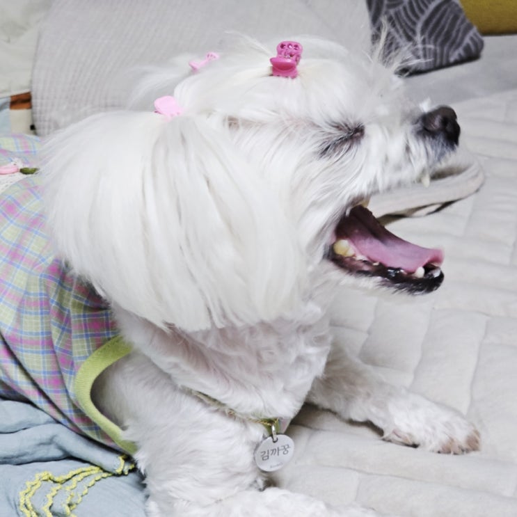  꿍이의 브이로그 #5, 아침잠과 달콤한 유혹의 꿍이 일기