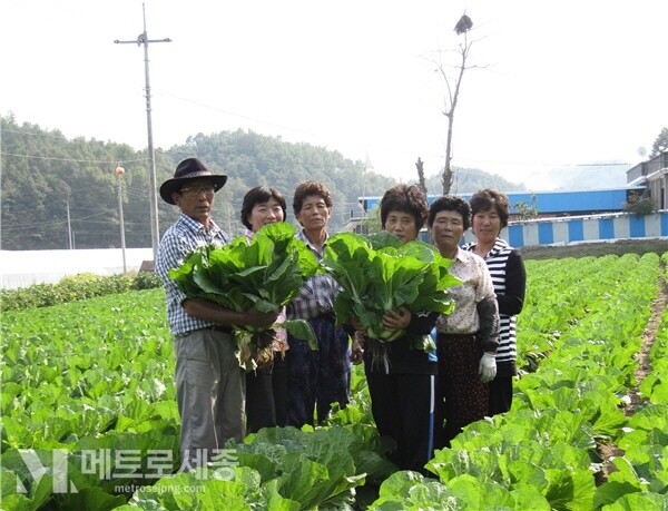 세종시 <b>김장담그기 행사</b> | 11월 8일 도시상징광장서 개최... 