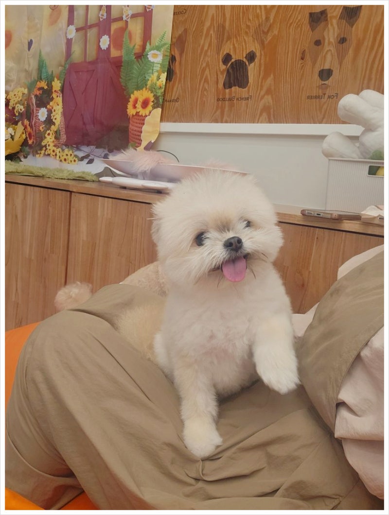 맘스펫 다산애견미용 호텔 가위컷