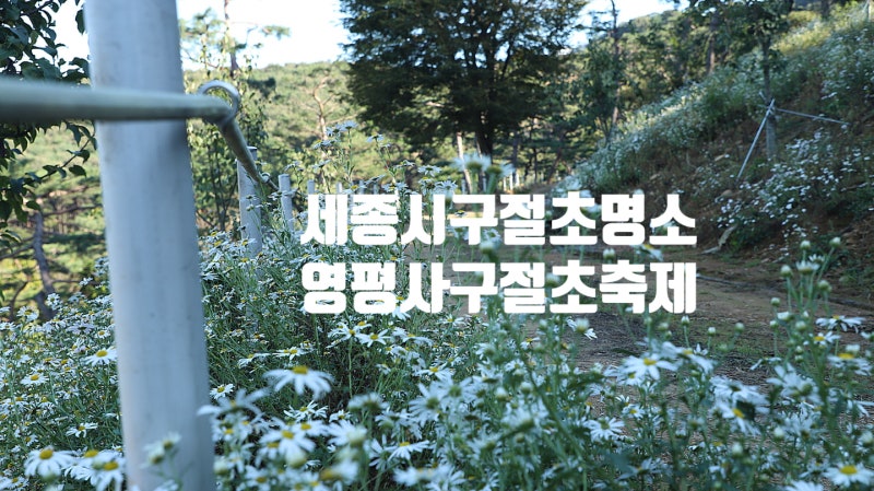 세종시 장군산 영평사 구절초 축제