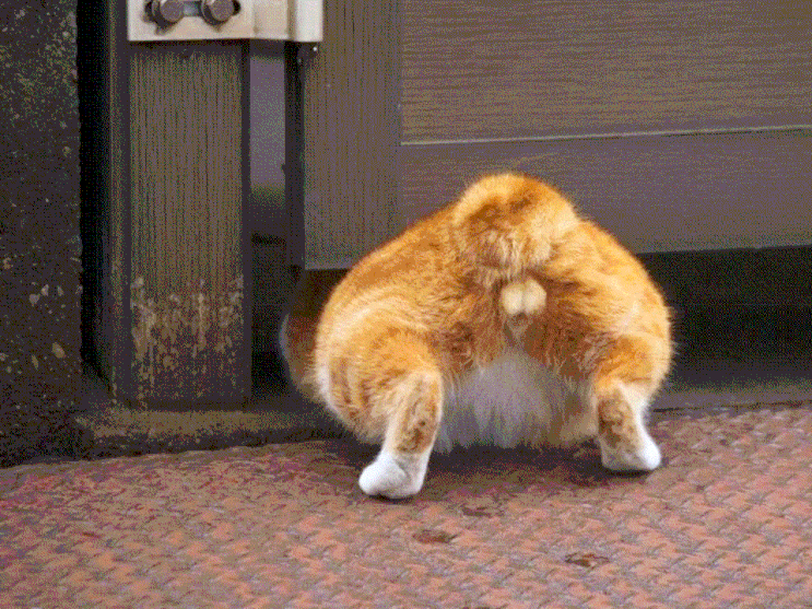  고양이 강아지 중성화 꼭 해야 될까? 암컷·수컷 중성화 시기,수술 후 관리 팁
