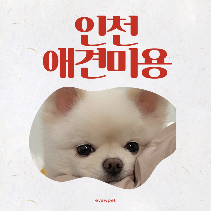  인천용현동 애견미용 진짜 기술 배우려면?